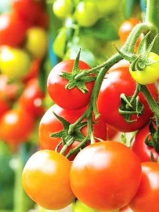 Double your income by growing vegetables with stacking method, government will help